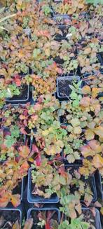 Waldsteinia ternata, Tuin en Terras, Planten | Tuinplanten, Ophalen, Lente, Vaste plant, Bodembedekkers