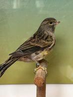 Zwart geel mozaïek kanaries - uit bloedlijn Rubiero Portugal, Dieren en Toebehoren, Kleurkanarie