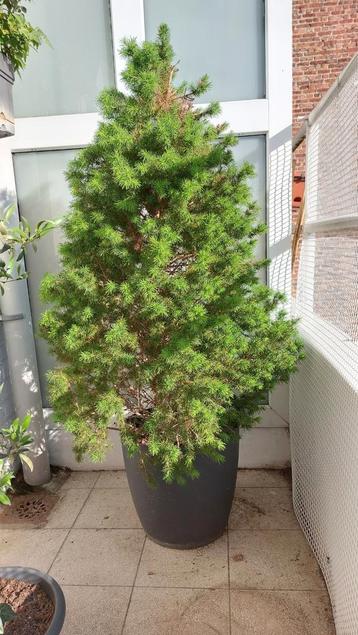 Kerstboom (Abies Nordmanniana) in een pot, Bloeit niet, Overige soorten, 100 tot 250 cm, Ophalen
