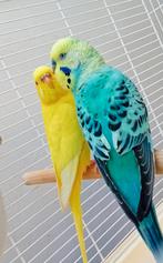 2 perruches + cage + accessoires + nourriture, Plusieurs animaux, Perruche