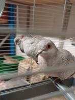 Diamantduiven te koop, Dieren en Toebehoren, Meerdere dieren