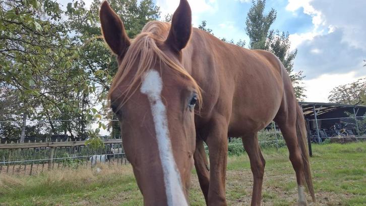 Prachtige zachtaardige 3,5 jarige vos ruin, Animaux & Accessoires, Chevaux, Hongre, Non dressé, Moins de 160 cm, 3 à 6 ans, Avec pedigree