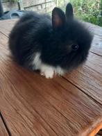 Prachtige leeuwenkop konijntjes supertam, Dieren en Toebehoren