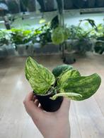 Scindapsus Jade Satin Marble Variegata, Huis en Inrichting, Ophalen of Verzenden