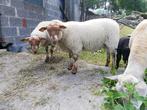 2 lammeren, Meerdere dieren, Schaap, 0 tot 2 jaar
