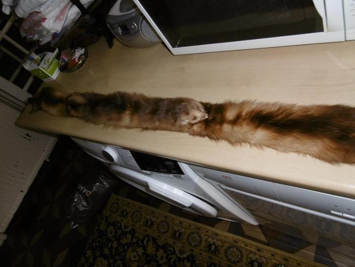 dames kledij vison in perfecte staat, bruin, Kleding | Dames, Mutsen, Sjaals en Handschoenen, Zo goed als nieuw, Sjaal, Ophalen of Verzenden