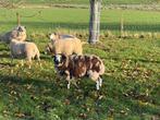 2 rammen - baggerbont en rouge de l’ouest, Dieren en Toebehoren, Schapen, Geiten en Varkens