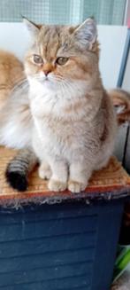 Britse kittens te koop, Dieren en Toebehoren, Meerdere dieren, Gechipt, 0 tot 2 jaar
