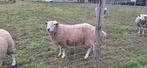 Ram . Swifter x texel 2 jaar