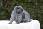 Frans hangoor konijntje, Dieren en Toebehoren, Mannelijk, Groot, Hangoor, 0 tot 2 jaar