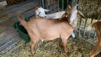 Geiten, Dieren en Toebehoren, Schapen, Geiten en Varkens, Geit