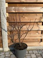 Japanse esdoorn te koop, Tuin en Terras, Ophalen