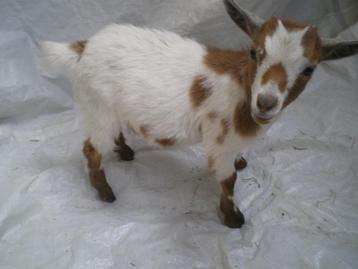 Prachtig mini-dwerggeitje (mieke) te koop., Femelle, Chèvre, 0 à 2 ans