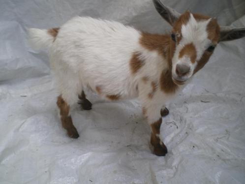 Prachtig mini-dwerggeitje (mieke) te koop., Dieren en Toebehoren, Schapen, Geiten en Varkens, Geit, Vrouwelijk, 0 tot 2 jaar