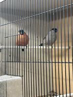 goudvinken, Dieren en Toebehoren