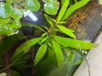 Aquariumplant – Hygrophila stekjes – €0,50 per stekje, Dieren en Toebehoren, Vissen | Aquaria en Toebehoren, Ophalen, Nieuw, Plant(en), Steen of Hout