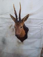 HERTEKOP et DEUX trophées en rayon, Enlèvement ou Envoi, Comme neuf