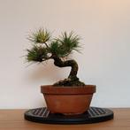 Pinus pentaphylla bonsai, Tuin en Terras, In pot, Minder dan 100 cm, Overige soorten, Volle zon