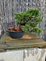 Bonsai juniperus itoigawa, Tuin en Terras, Ophalen, Overige soorten, Volle zon