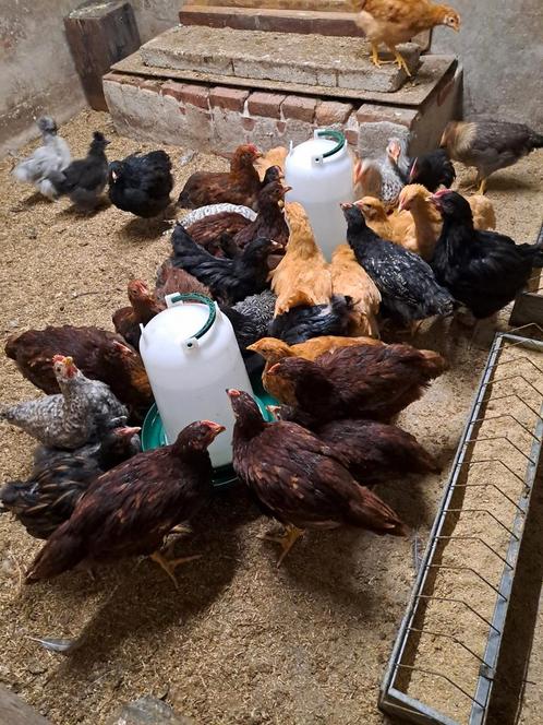 Jonge haantjes, verschillende rassen, Dieren en Toebehoren, Pluimvee