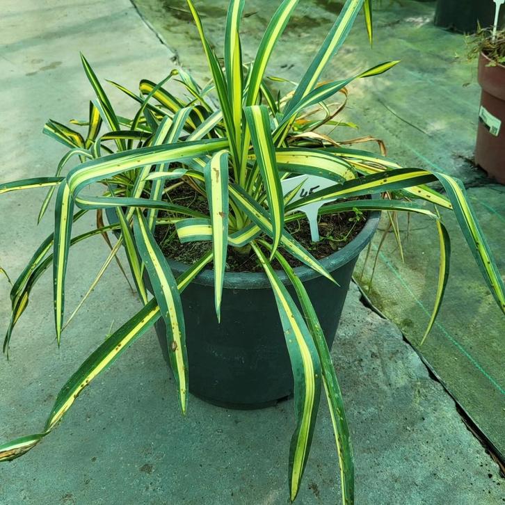 Yucca filamentosa, Jardin & Terrasse, Plantes | Jardin, Enlèvement ou Envoi