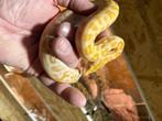 Tijgerpythons, Dieren en Toebehoren, Slang, 0 tot 2 jaar
