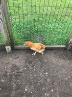 araucana bolstaart  hen van 16 weken   100 % hen, Animaux & Accessoires, Volatiles