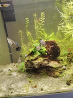 Dumbo ear guppy's: baby's, Dieren en Toebehoren, Vissen | Aquariumvissen