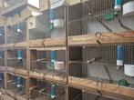 Kweekkooien 15stuks 60x40 cm - 5stuks 80x40cm, Dieren en Toebehoren, Vogels | Parkieten en Papegaaien