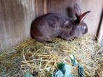 havanna reuze vlinder voedster, Dieren en Toebehoren, Konijnen, Vrouwelijk, Groot, 0 tot 2 jaar
