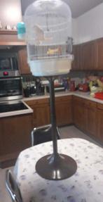 vogels, Perruche, Bagué