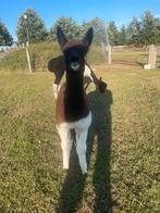 Alpaca hengstjes 2025, Dieren en Toebehoren, Overige Dieren