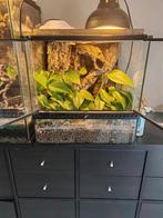 45x45 exo terra terrarium,with handmade background, Ophalen, Zo goed als nieuw