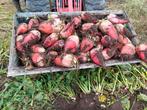 Voederbieten, Articles professionnels, Agriculture | Aliments pour bétail, Enlèvement