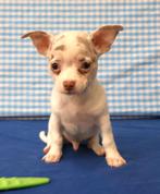 Chiots Chihuahua super mignons !, Animaux & Accessoires, 15 semaines à 1 an, Étranger, Chien (mâle), Hépatite contagieuse (maladie de Rubarth)