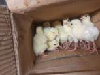 Ronquiere kalkoen kuikens, Dieren en Toebehoren, Kalkoen