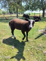 schaap - lam - ram - zwartbles, Mannelijk, Schaap, 0 tot 2 jaar