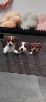 Kort potige Jack Russell pups, Animaux & Accessoires, Chiens | Jack Russell & Terriers, 8 à 15 semaines, Plusieurs, Éleveur | Loisir