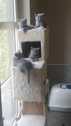 BRITSE KORTHAAR KITTENS MET STAMBOOM, Gechipt, 0 tot 2 jaar