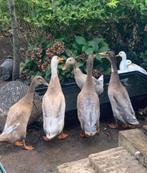 Gratis loopeenden, Animaux & Accessoires, Volatiles, Mâle, Canard