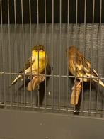 Koppel Gloster, Dieren en Toebehoren, Vogels | Kanaries