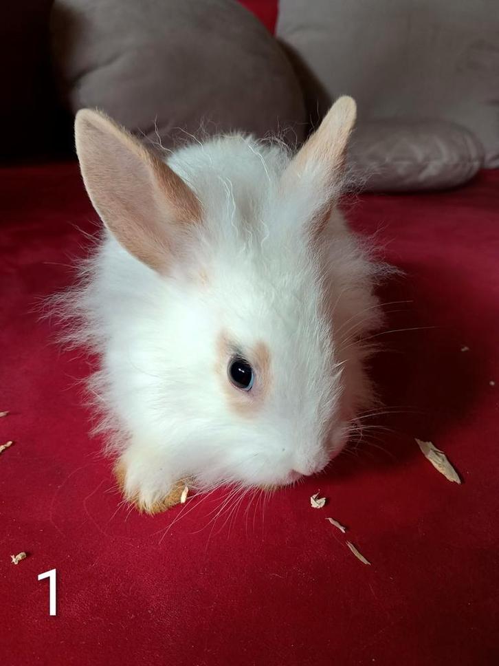 Tamme dwergkonijntjes, Dieren en Toebehoren, Konijnen, Dwerg, Meerdere dieren, 0 tot 2 jaar
