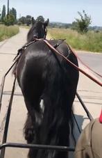 Tinker jument, Animaux & Accessoires, Chevaux, Jument, Vermifugé, Moins de 160 cm, 7 à 10 ans