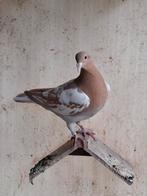 Meulemans, Animaux & Accessoires, Oiseaux | Pigeons, Femelle, Pigeon voyageur