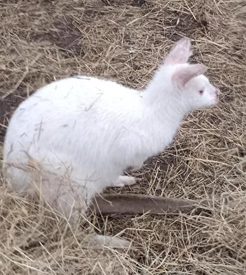 Wit wallaby mannetje van 2024 beschikbaar voor biedingen