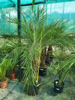 Phoenix roebelenii, hauteur de la plante 1m75, tronc 70 cm, Jardin & Terrasse, Enlèvement ou Envoi