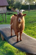 Prachtige camel bok, Dieren en Toebehoren, Schapen, Geiten en Varkens, Mannelijk, Geit, 3 tot 5 jaar