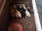 Jonge eenden., Dieren en Toebehoren