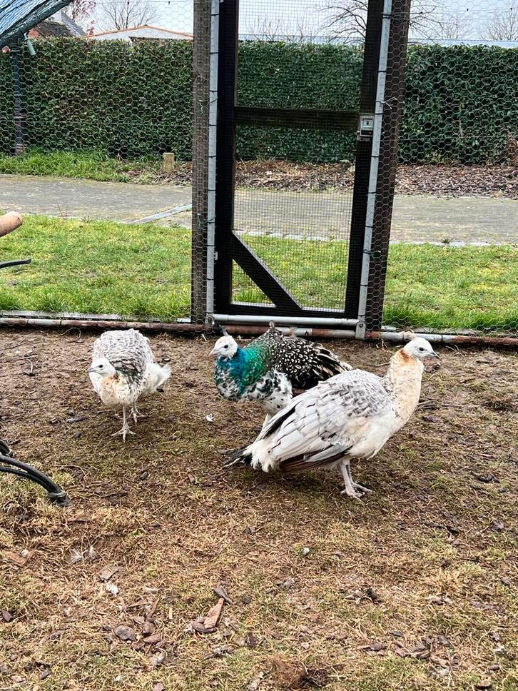 Eigen kweek: pauwen 2025, Dieren en Toebehoren, Pluimvee, Overige soorten, Meerdere dieren