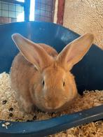 Duitse reus voedster 10 weken